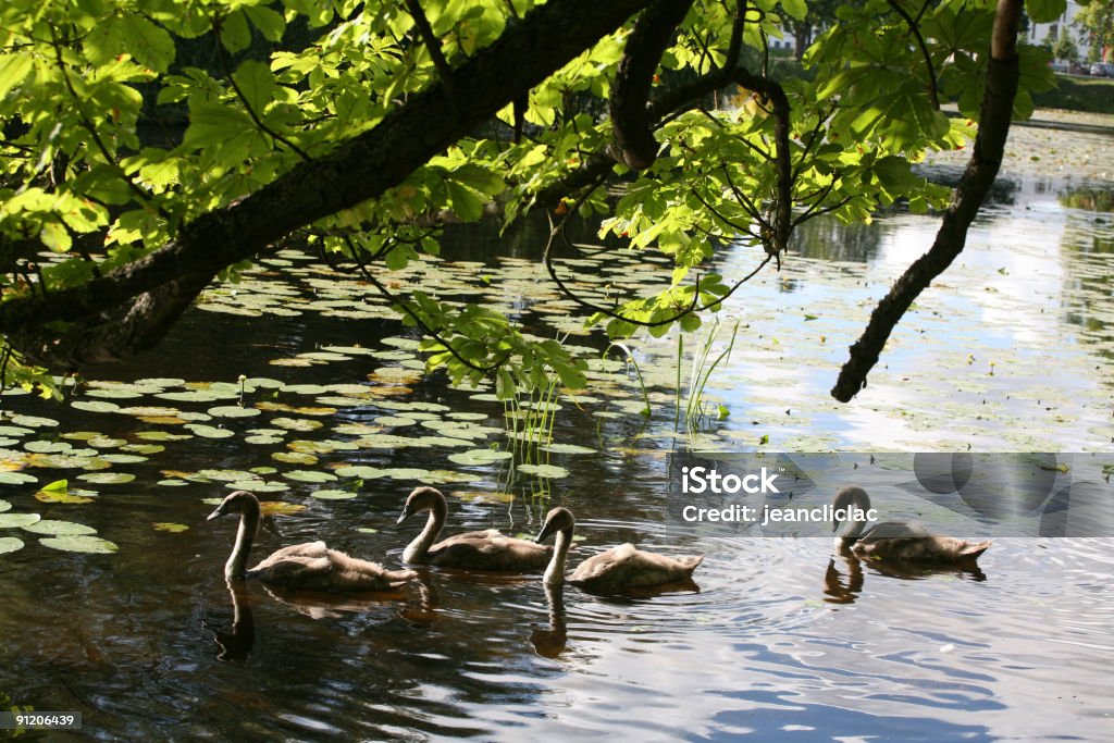 Cisnes - Foto de stock de Agua libre de derechos