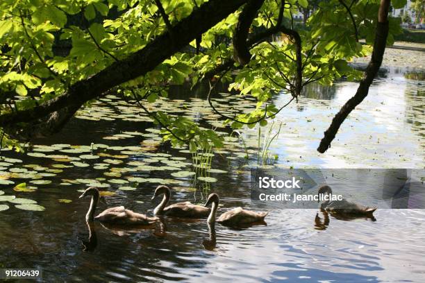 Cisnes Foto de stock y más banco de imágenes de Agua - Agua, Aire libre, Animal