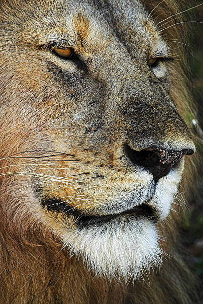 istock Face of African Lion 91206445