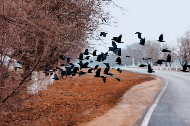 Flock of black crows low over empty asphalt road
