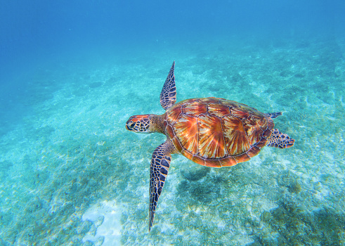 Hawaiian turtle on the beach, Ouahu, Hawaii islands, USA