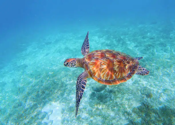 Photo of Sea turtle closeup in sea water. Olive green sea turtle closeup. Wildlife of tropical coral reef.