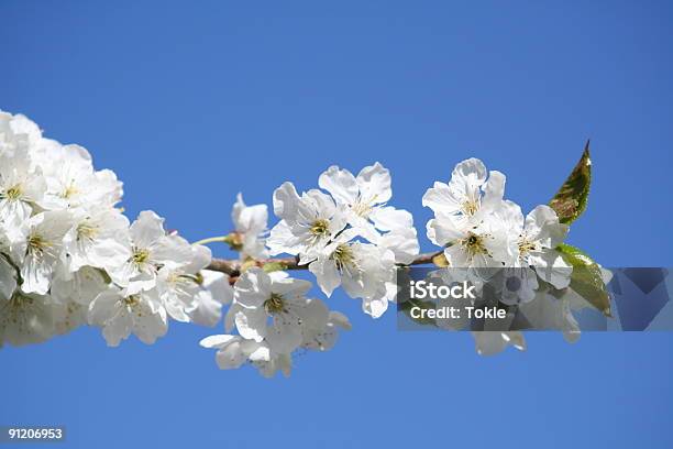 Kirschblüten2 Stockfoto und mehr Bilder von Ast - Pflanzenbestandteil - Ast - Pflanzenbestandteil, Bestäubung, Blatt - Pflanzenbestandteile