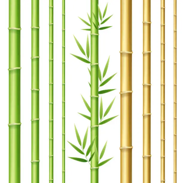 Vector illustration of Realistic 3d Detailed Bamboo Shoots Set. Vector