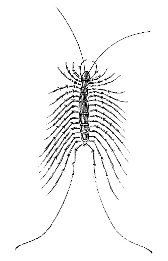 Illustration of a Eucera longicornis , house centipede or 