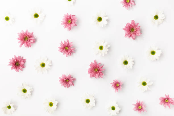 istock Top view of abstract placed white and pink flower buds on white background. 912073908