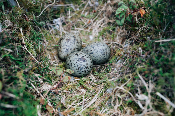 istock High Angle View Of Eggs In Nest 912074320