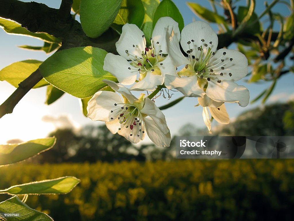 Flor de manzano en la puesta de sol - Foto de stock de Abril libre de derechos