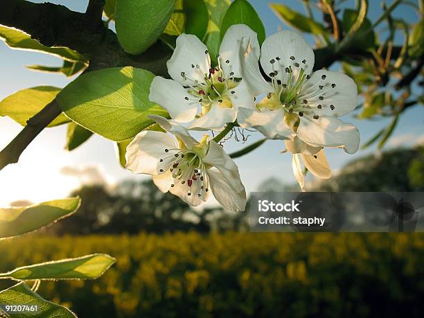 Flor De Manzano En La Puesta De Sol Foto de stock y más banco de imágenes de Abril - Abril, Agricultura, Aire libre