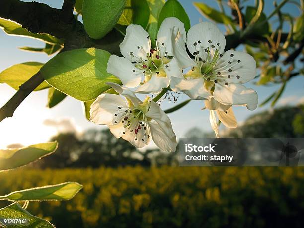 Цветение Яблони На Закате — стоковые фотографии и другие картинки Апрель - Апрель, Без людей, Белый