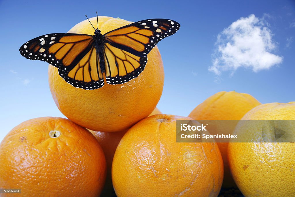 Schmetterling auf Orange - Lizenzfrei Blau Stock-Foto