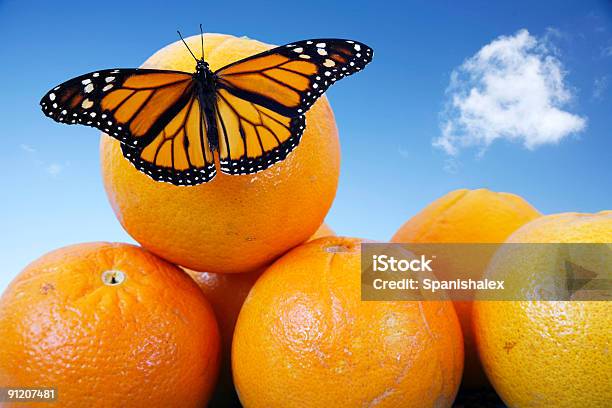 Schmetterling Auf Orange Stockfoto und mehr Bilder von Blau - Blau, Ernten, Farbbild