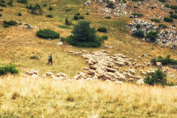 istock A Sheperd and a Flock of sheep in the mountains 912075808