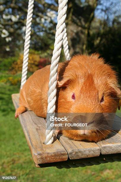 Guineapig On The Swing Stock Photo - Download Image Now - Animal, Color Image, Domestic Animals
