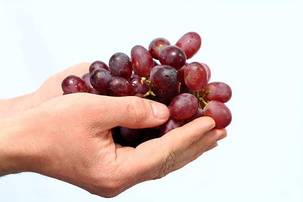 Grapes holding inside man hands stock photo