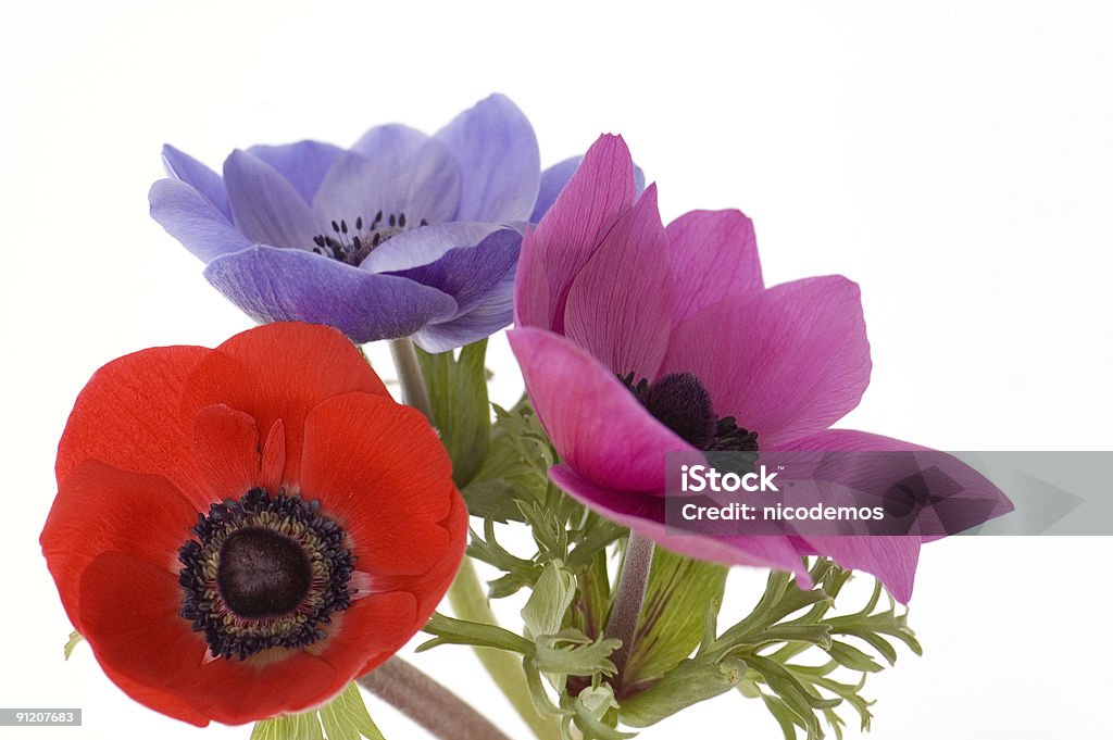 Tres Poppies - Foto de stock de Amapola - Planta libre de derechos