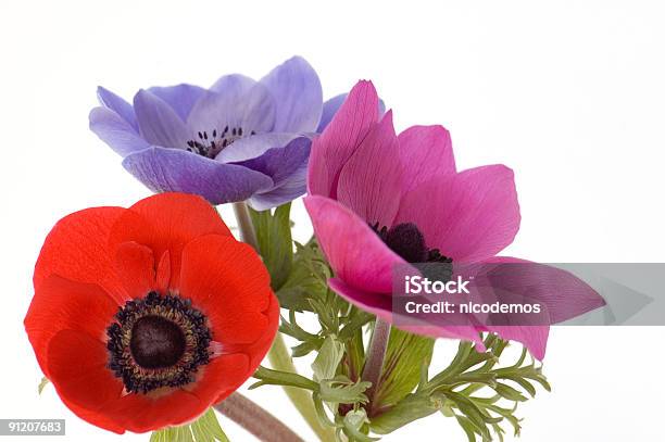 Tres Poppies Foto de stock y más banco de imágenes de Amapola - Planta - Amapola - Planta, Azul, Belleza