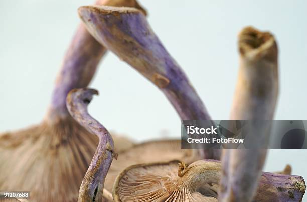 Cogumelo Roxo Caules - Fotografias de stock e mais imagens de Beleza natural - Beleza natural, Castanho, Caule de planta