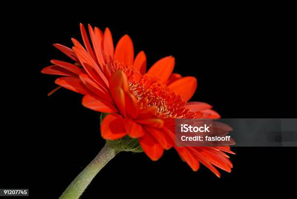 Red Gerbera In The Dark Stock Photo - Download Image Now - Black Color, Blossom, Botany