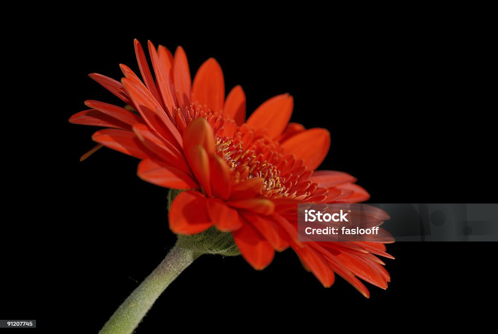 Vermelho gerbera no escuro - Royalty-free Botânica - Ciência de plantas Foto de stock