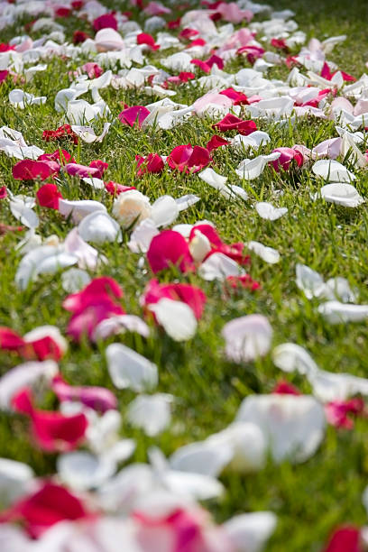 floral aisle stock photo