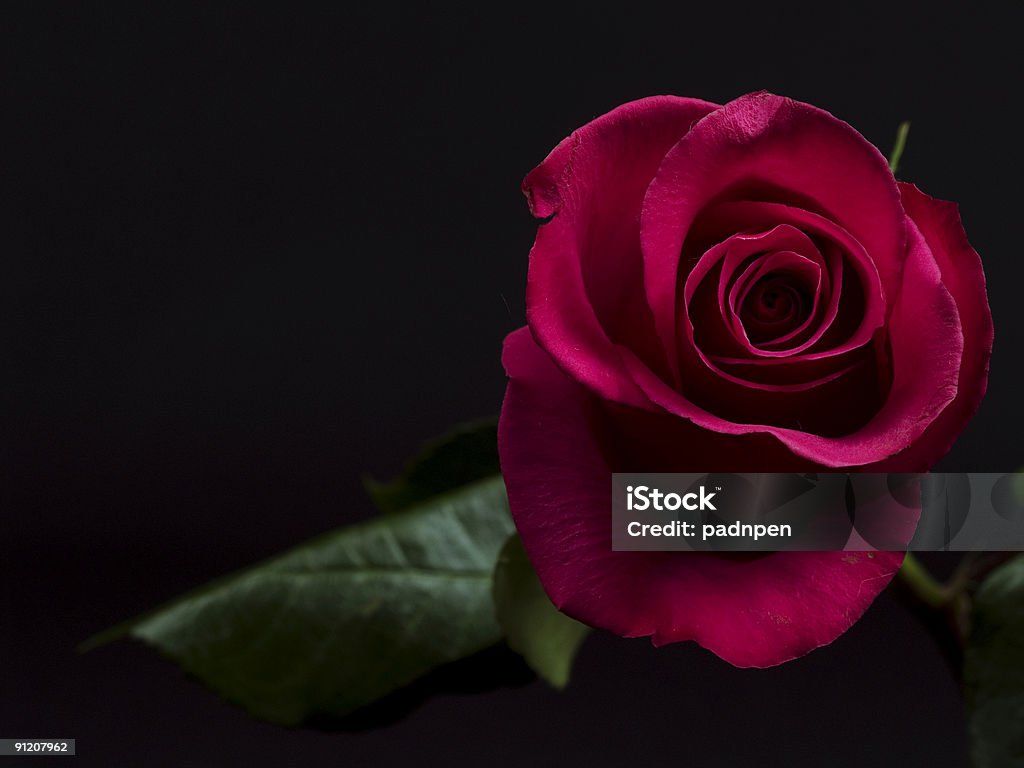 Una rosa - Foto de stock de Fondo negro libre de derechos