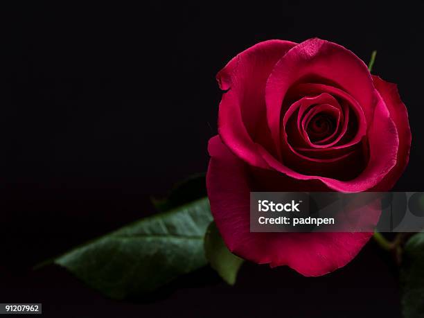 Una Rosa Foto de stock y más banco de imágenes de Fondo negro - Fondo negro, Rosa - Flor, Color - Tipo de imagen