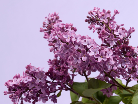 A DSLR close-up photo of beautiful Lilac blossom on a green background with beautiful defocused lights bokeh. Shallow depth of field.