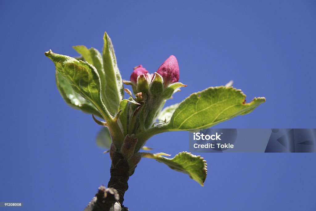 Apfelblüte 5 - Photo de Blanc libre de droits