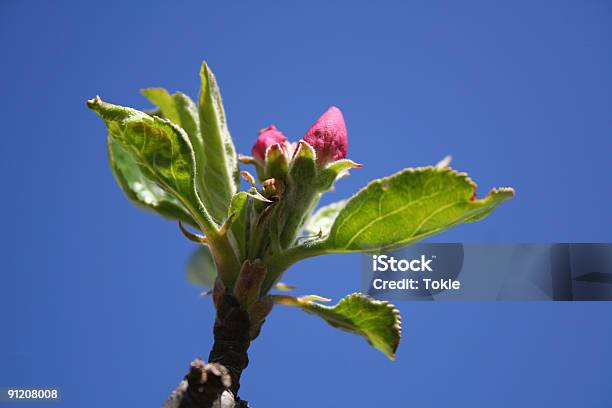 Photo libre de droit de Apfelblüte 5 banque d'images et plus d'images libres de droit de Blanc - Blanc, Bleu, Branche - Partie d'une plante