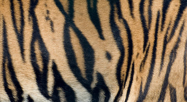 Bengal Tiger fur close up