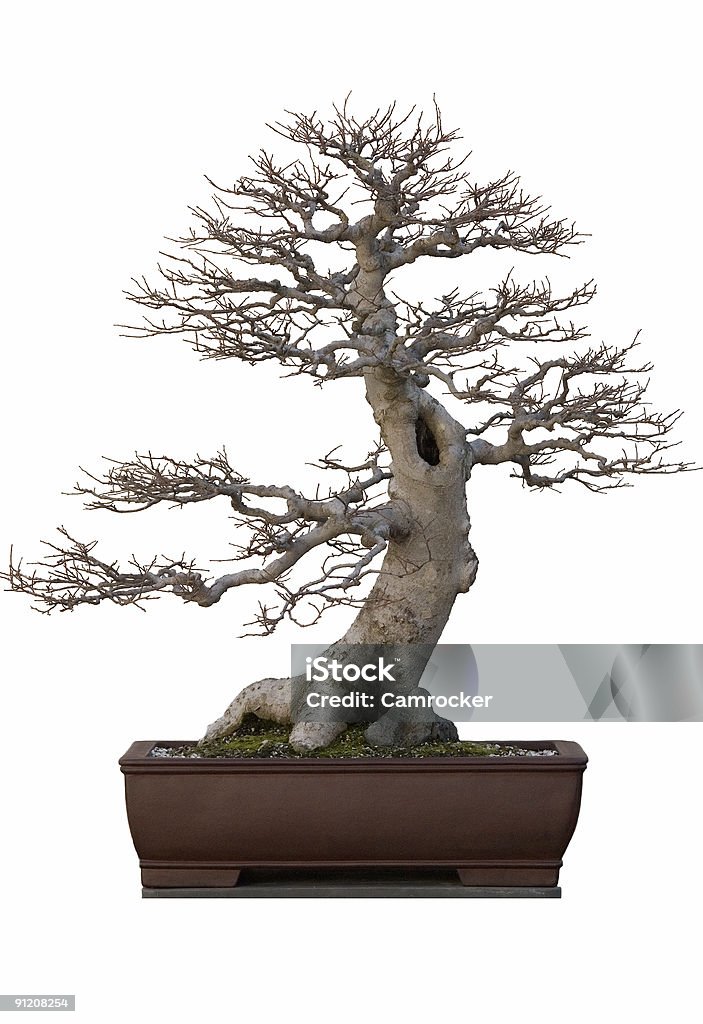 Leafless Drzewo Bonsai na białym tle - Zbiór zdjęć royalty-free (Bez ludzi)