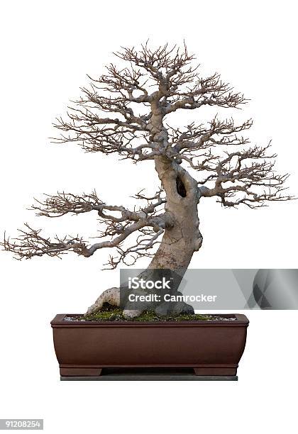 Leafless Drzewo Bonsai Na Białym Tle - zdjęcia stockowe i więcej obrazów Bez ludzi - Bez ludzi, Bezlistne drzewo, Białe tło