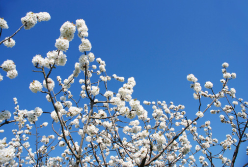 Blossoming of the apricot tree in spring time with white beautiful flowers. Macro image with copy space. Natural seasonal background.