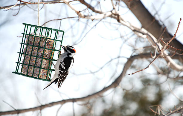 Downy Wood Pecker  bird feeder photos stock pictures, royalty-free photos & images