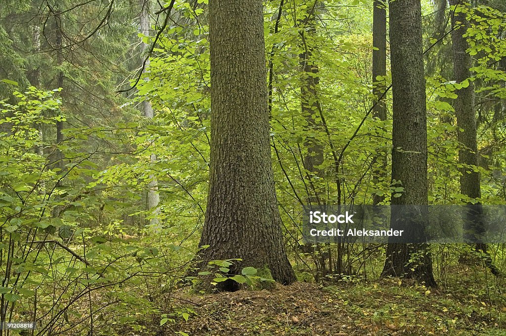 Two old spruces in autumnal forest Two old spruces in autumnal forst Ancient Stock Photo