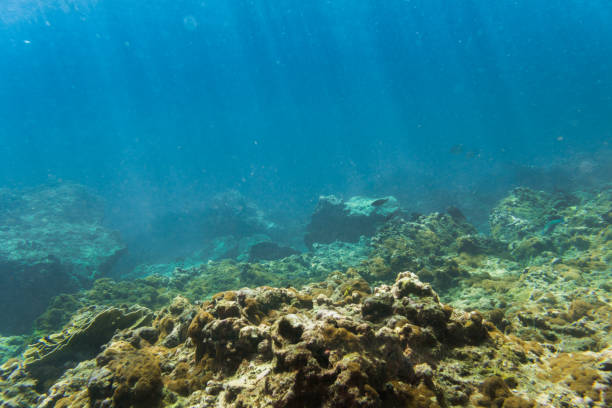 istock Underwater image of Coral Bleaching caused by Global Warming, Phi Phi, Thailand 912089402