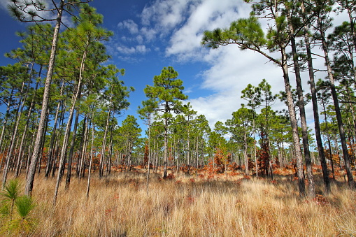 Longleaf pines in the Croatan National Forest, North Carolina