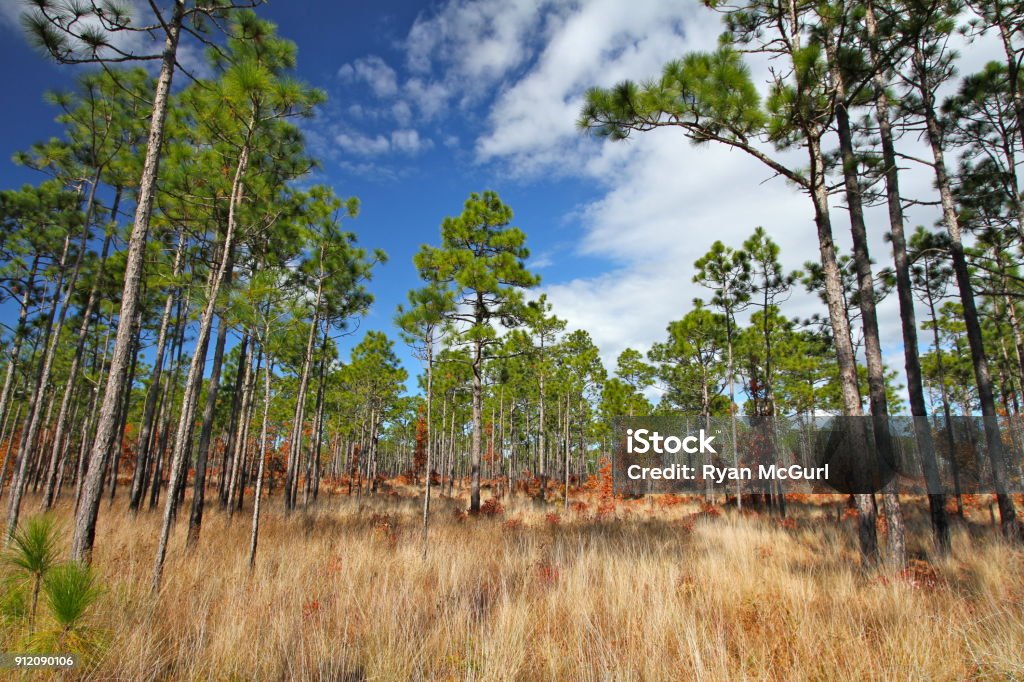 Towering pines and golden grasses under clouds and blue sky Longleaf pines in the Croatan National Forest, North Carolina Pine Tree Stock Photo