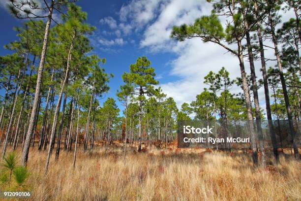 Towering Pines And Golden Grasses Under Clouds And Blue Sky Stock Photo - Download Image Now
