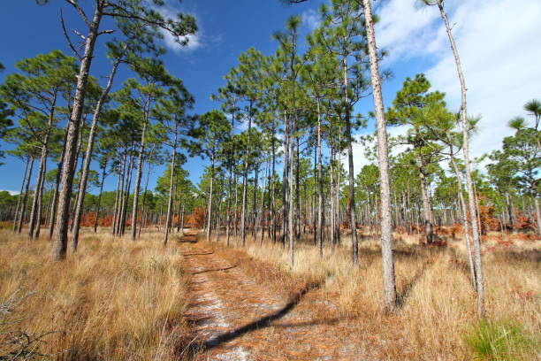 istock A dirt road through tall pine trees and golden grasses 912090134