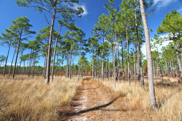 istock A dirt road through tall pine trees and golden grasses 912090146