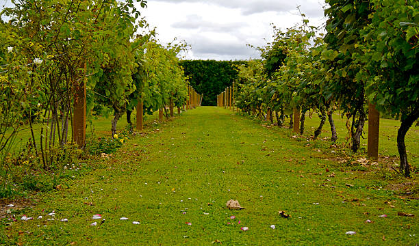 New Zealand vineyard stock photo