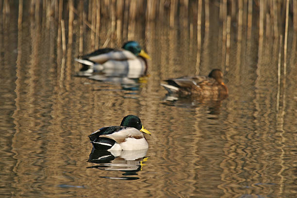 istock Three Mallard ducks on a golden pond 91209274