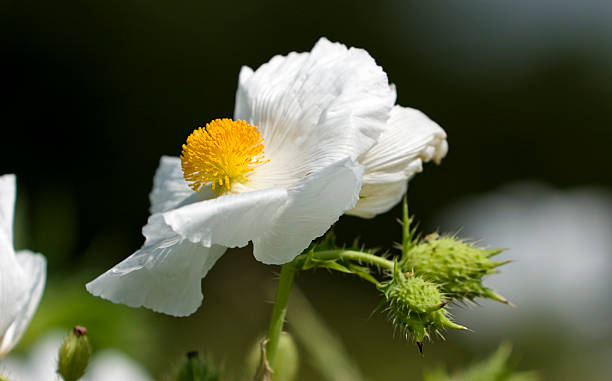 Poisonous Poppy - Witches' Brew Ingredient stock photo