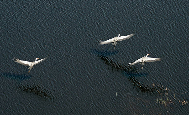 Three Storks Flying stock photo