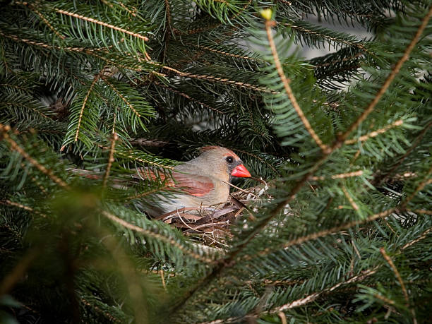 Cardinal Nests 610+ Northern Cardinal Nest Stock Photos, Pictures & Royalty-Free ...