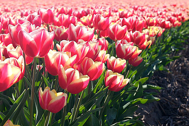 istock Field of tulips 91209640