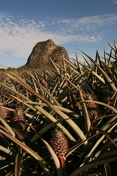 Pineapple Farm & Mt Tibrogargan stock photo