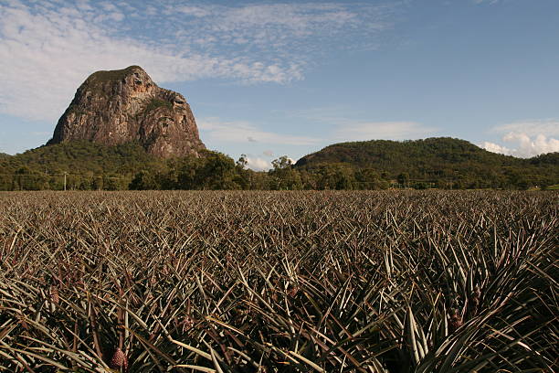 Pineapple Farm & Mt Tibrogargan stock photo